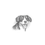 med dog drawing