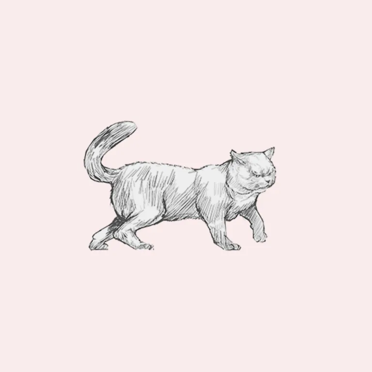 cat sketches